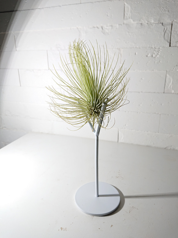 ○数量限定○ 希少 緑葉種 ”チランジア アンドレアナ・L アイアン