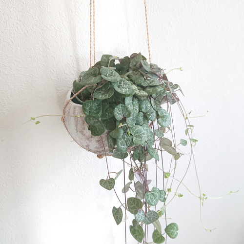 ○数量限定○新作○ ハートの葉 ”ハートカズラ ハンギング