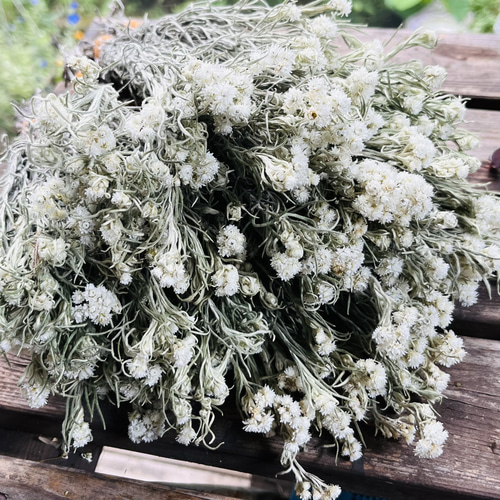 ドライフラワー～カワラハハコ ドライフラワー hanahana 通販 14572835