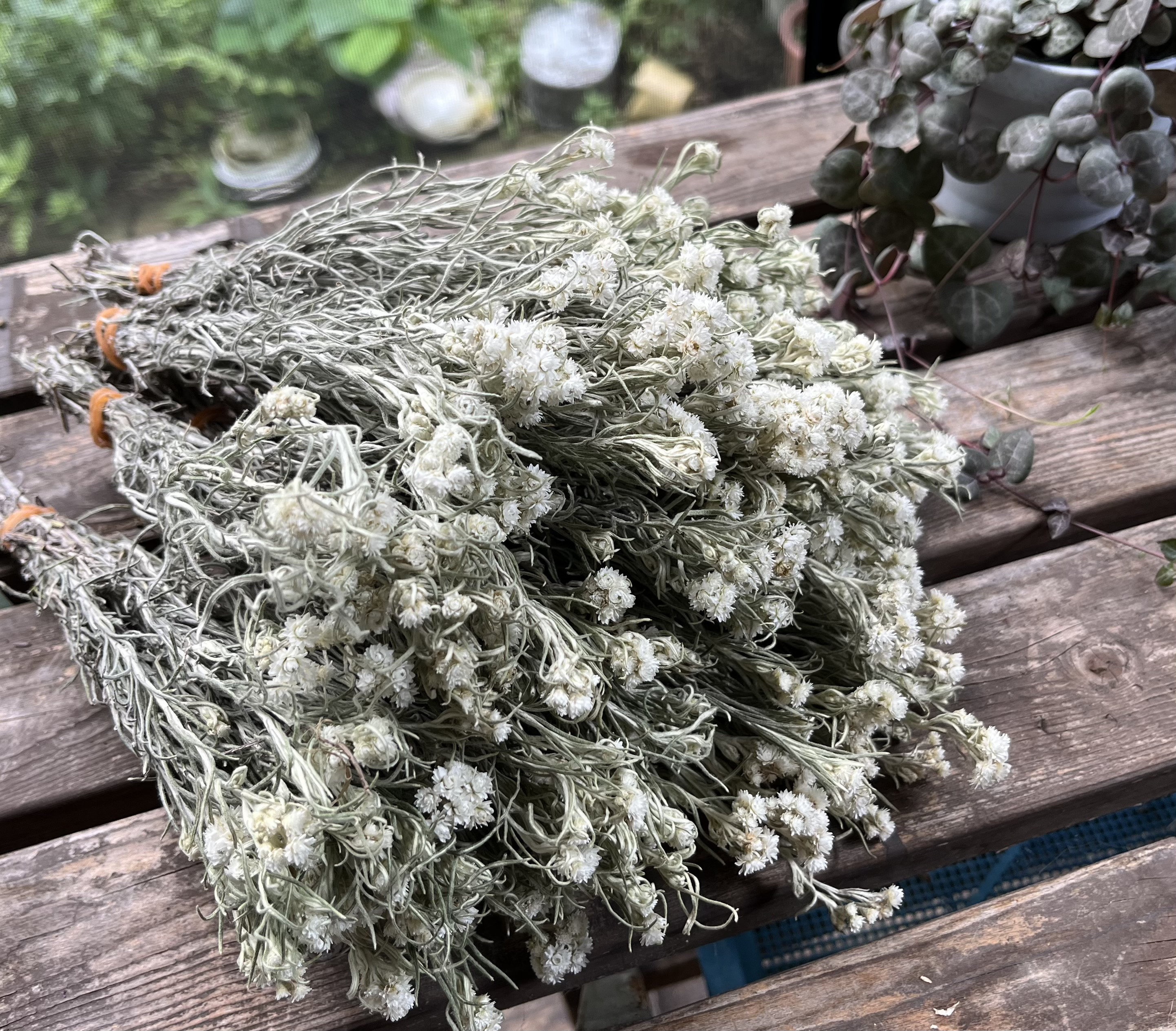 カワラハハコ　花かんざし　ドライフラワー ドライフラワー～カワラハハコ ドライフラワー hanahana 通販