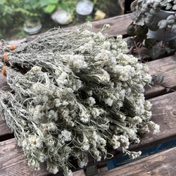 ドライフラワー～カワラハハコ ドライフラワー hanahana 通販 14572835