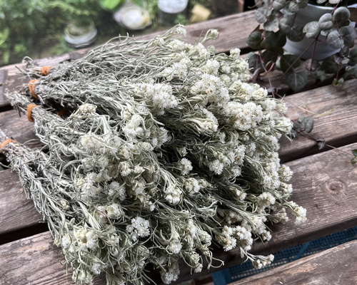 ドライフラワー～カワラハハコ ドライフラワー hanahana 通販