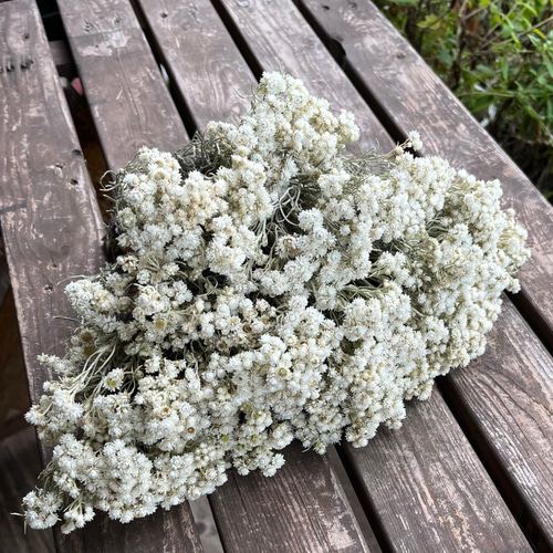 ドライフラワー～カワラハハコ ドライフラワー hanahana 通販