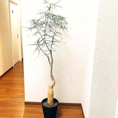 ボトルツリーブラキキトンルペストリス