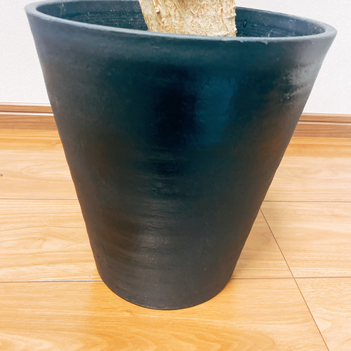 【超大型】10年物　ボトルツリー　陶器鉢付き 超大型】10年物 ボトルツリー 陶器鉢付き 超大型】10年物 ボトル