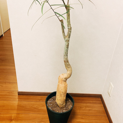 在庫］【希少】ボトルツリー 観葉植物 ブラキキトンルペストリス 大型