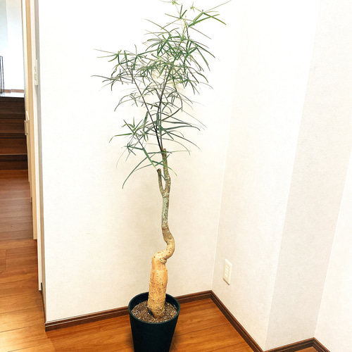 95cm ボトルツリーa ブラキキトンルペストリス 在庫］【希少】ボトルツリー 観葉植物 ブラキキトンルペストリス