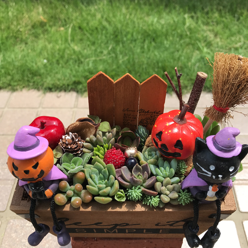 多肉植物❤︎寄せ植え❤︎このまま飾れます❤︎ハロウィン仕様🎃 | フリマアプリ ラクマ