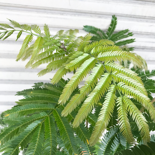現品 曲がり樹形 エバーフレッシュ 7号 その他インテリア雑貨 PLANTS