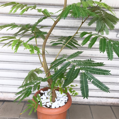 現品 曲がり樹形 エバーフレッシュ 7号 その他インテリア雑貨 PLANTS