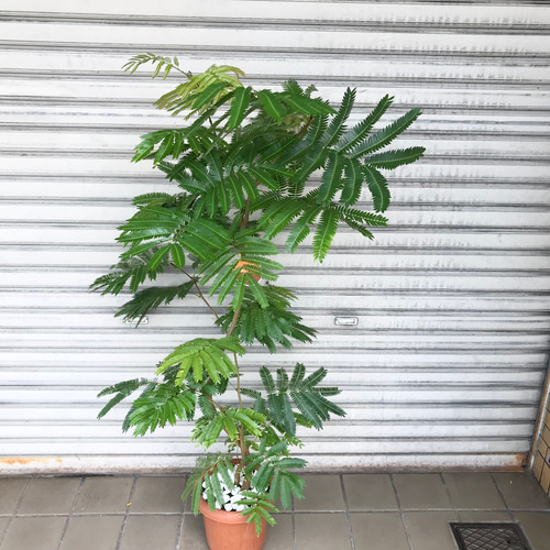 現品 曲がり樹形 エバーフレッシュ 7号 その他インテリア雑貨 PLANTS