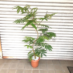 現品 曲がり樹形 エバーフレッシュ 7号 その他インテリア雑貨 PLANTS