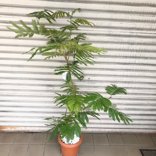 現品 曲がり樹形 エバーフレッシュ 7号 その他インテリア雑貨 PLANTS