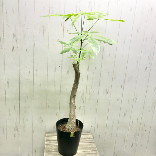 希少 斑入り パキラ ムーンライト その他インテリア雑貨 PLANTS SHOP