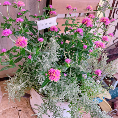 ★多肉植物　寄せ植え〜ブリキピック寄せ〜そのまま飾れます(*≧∀≦*)★ ☆多肉植物 寄せ植え〜ブリキピック寄せ〜そのまま飾れます(*≧∀