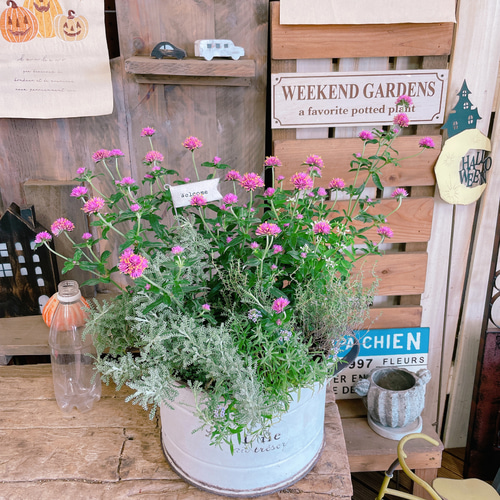 ★多肉植物　寄せ植え〜ブリキピック寄せ〜そのまま飾れます(*≧∀≦*)★ ☆多肉植物 寄せ植え〜ブリキピック寄せ 白 〜そのまま飾れます
