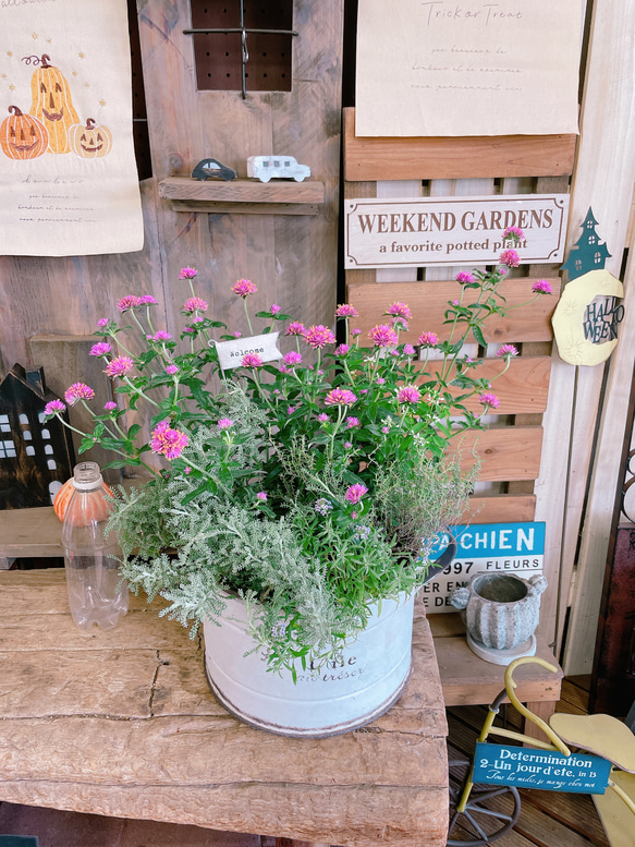 ★多肉植物　寄せ植え〜ブリキピック寄せ〜そのまま飾れます(*≧∀≦*)★ そのまま飾れる】多肉植物 寄せ植え ..＊ 6 ＊.. 多肉植物 Dia Lily