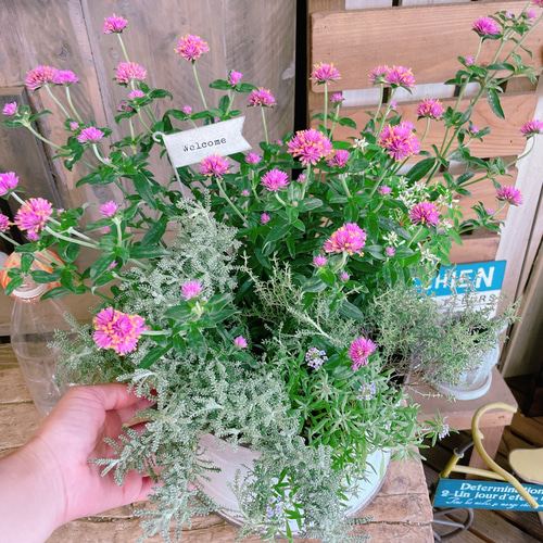 現品♡【ラブラブラブ寄せ植え】アイアンガーデンピックつき♡ホワイト