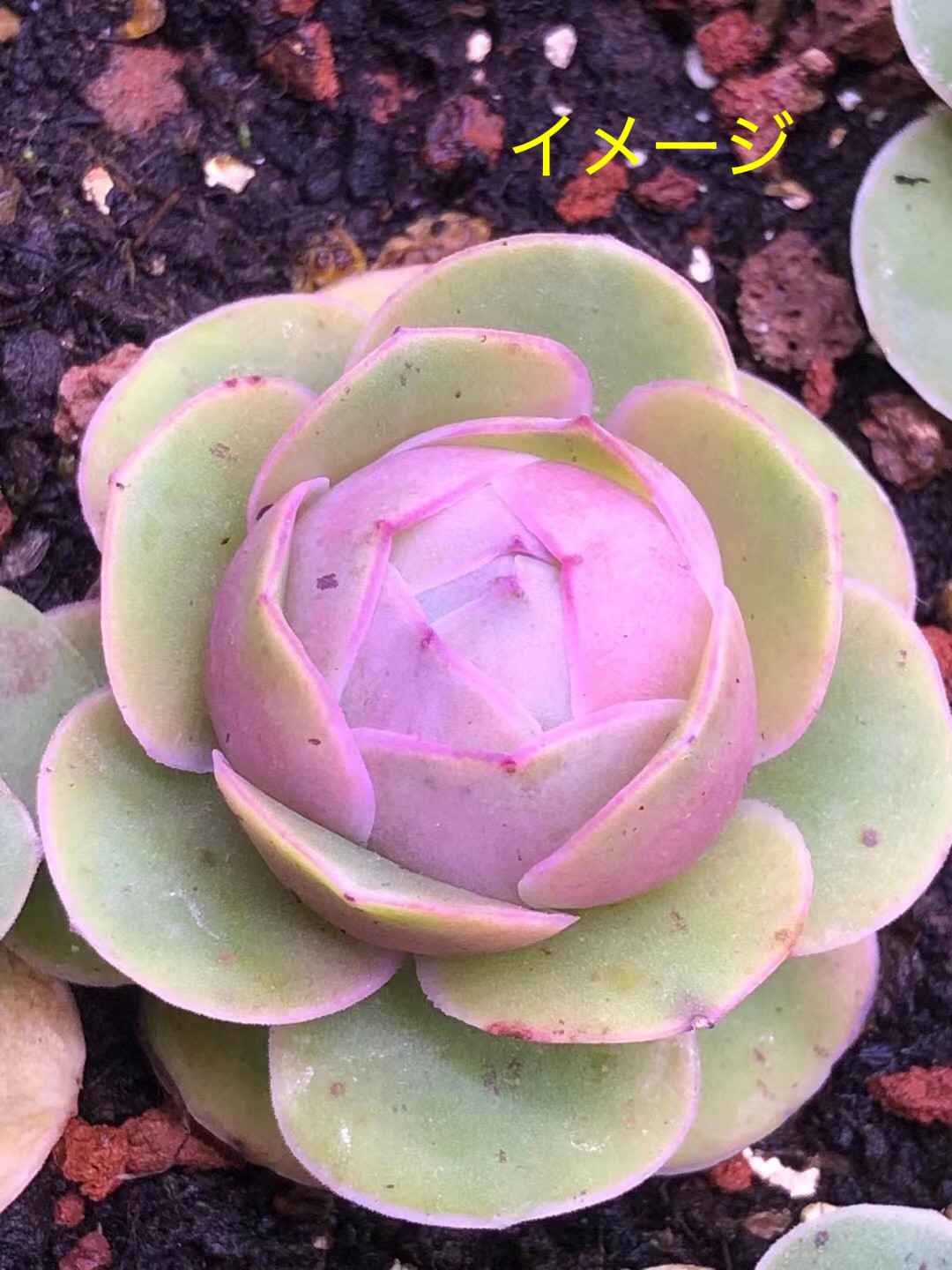3 多肉植物 アエオニウム 温 グリーノビア 実生抜き苗