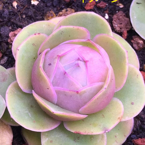 超レア 多肉植物 グリーノビア パルマ 2-3cm 抜き苗 1苗3500円