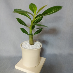 植木鉢 手作り のおすすめ人気通販 検索結果｜Creema(クリーマ