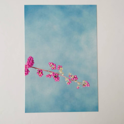紫式部①　グリーティングカード　ポストカード　写真　秋　実　文字入れサービス有り 2枚目の画像