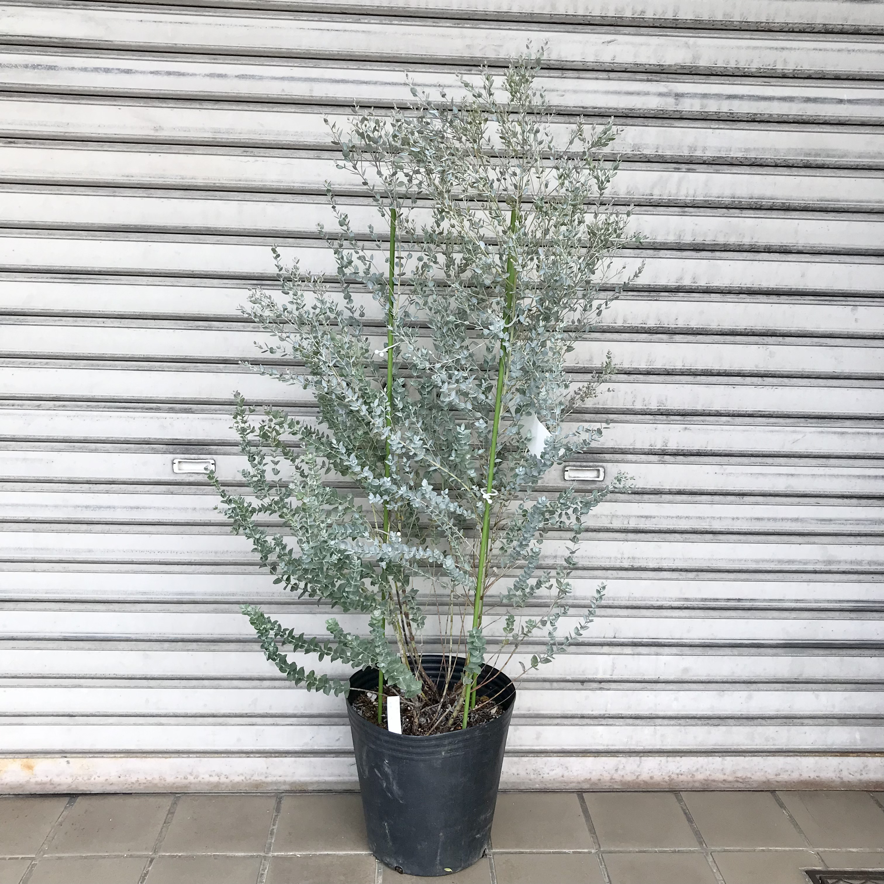 ドライフラワー花材 ユーカリムーンラグーン等16種類 - 通販