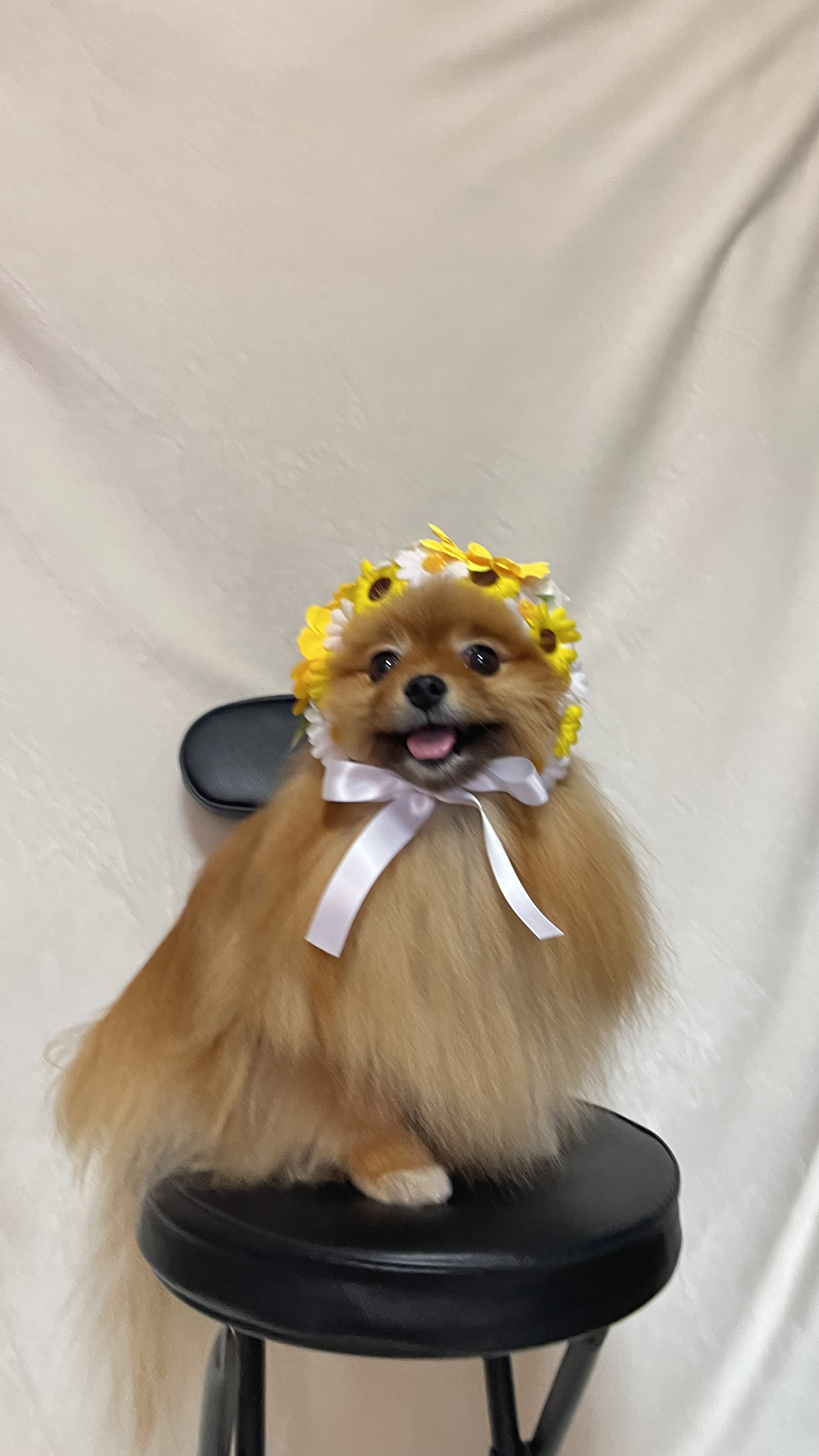 ハンドメイド　ナチュラルひまわり　立ち襟バルーンチュニック　犬服 ハンドメイド ナチュラルひまわり 立ち襟バルーンチュニック 犬服