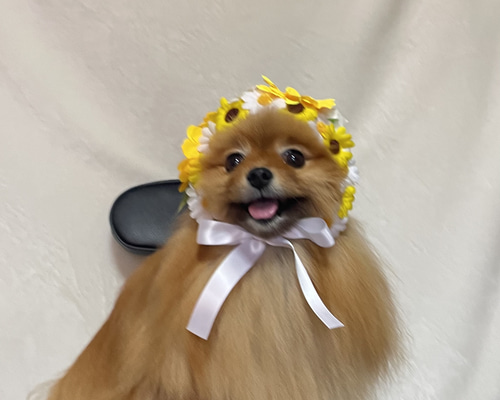 早割 万博 36d9d154bb5e79639553b3dc64a910 犬服・アクセサリー