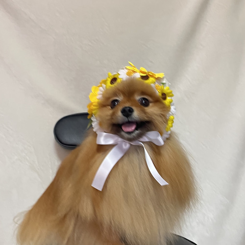 CanNana 犬 アクセサリー ローズとアリスのヘッドドレス リボン