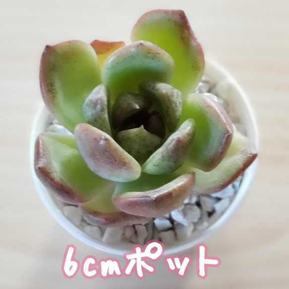 【多肉植物】ブラックローズ❤韓国苗 3枚目の画像