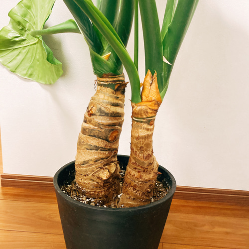 現品］クワズイモ 観葉植物 室内 大型 鉢受け皿付き おしゃれ