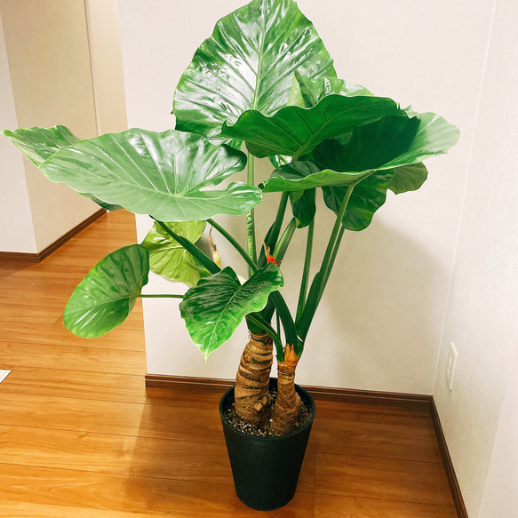 現品］クワズイモ 観葉植物 室内 大型 鉢受け皿付き おしゃれ