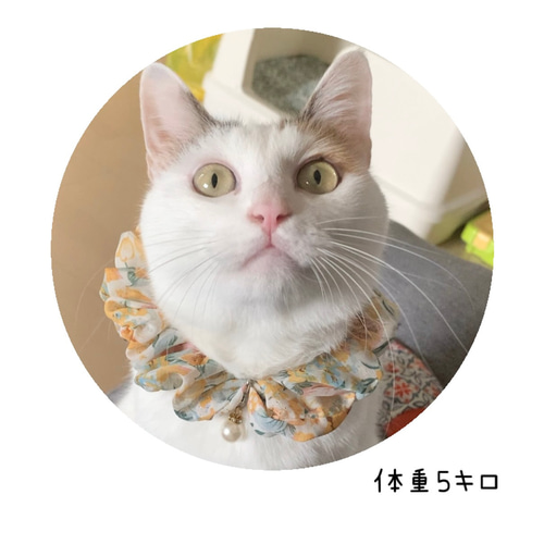 じゃれねこチャンとふわふわシュシュサバトラ