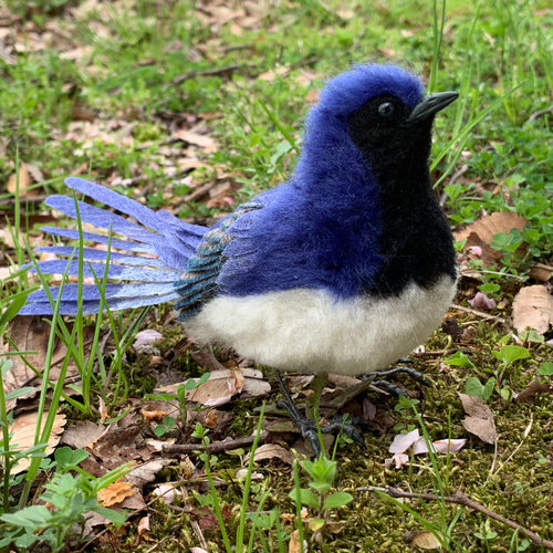 Blue Rock-Thrush - eBird
