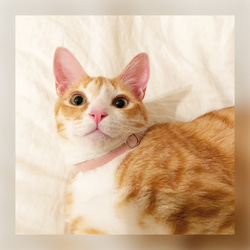 猫 犬 首輪 シンプル サーモンピンク コットン100% セーフティバックル プレゼントにおすすめ♫ 6枚目の画像