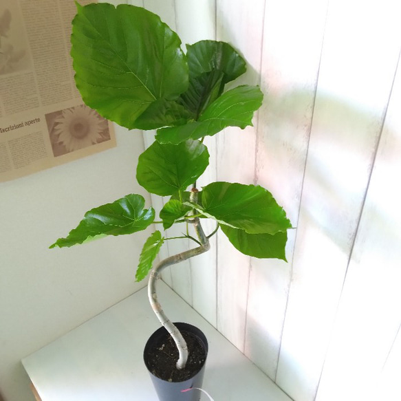 ①フィカスウンベラータ曲がり‼️高さ103◎❗️樹形綺麗❗️幹太