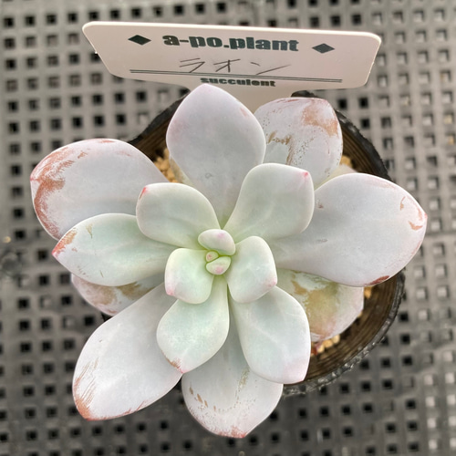 第四種送料無料◇ラオン◇多肉植物 韓国苗 多肉植物 a-po.plant 通販 