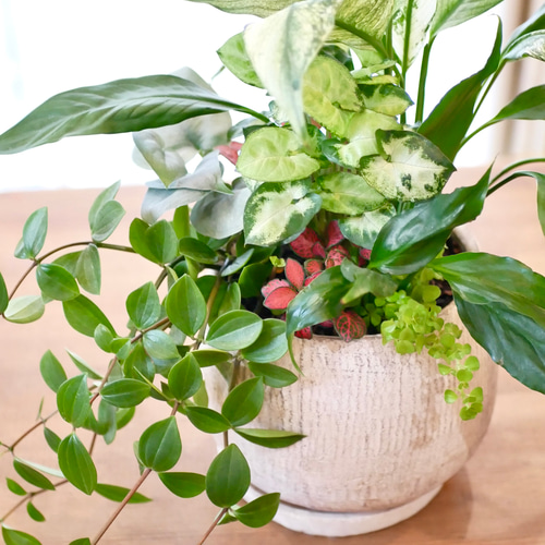 緑のインテリア 観葉植物 寄せ植え スキンダプサス 斑入りスパディフィ 