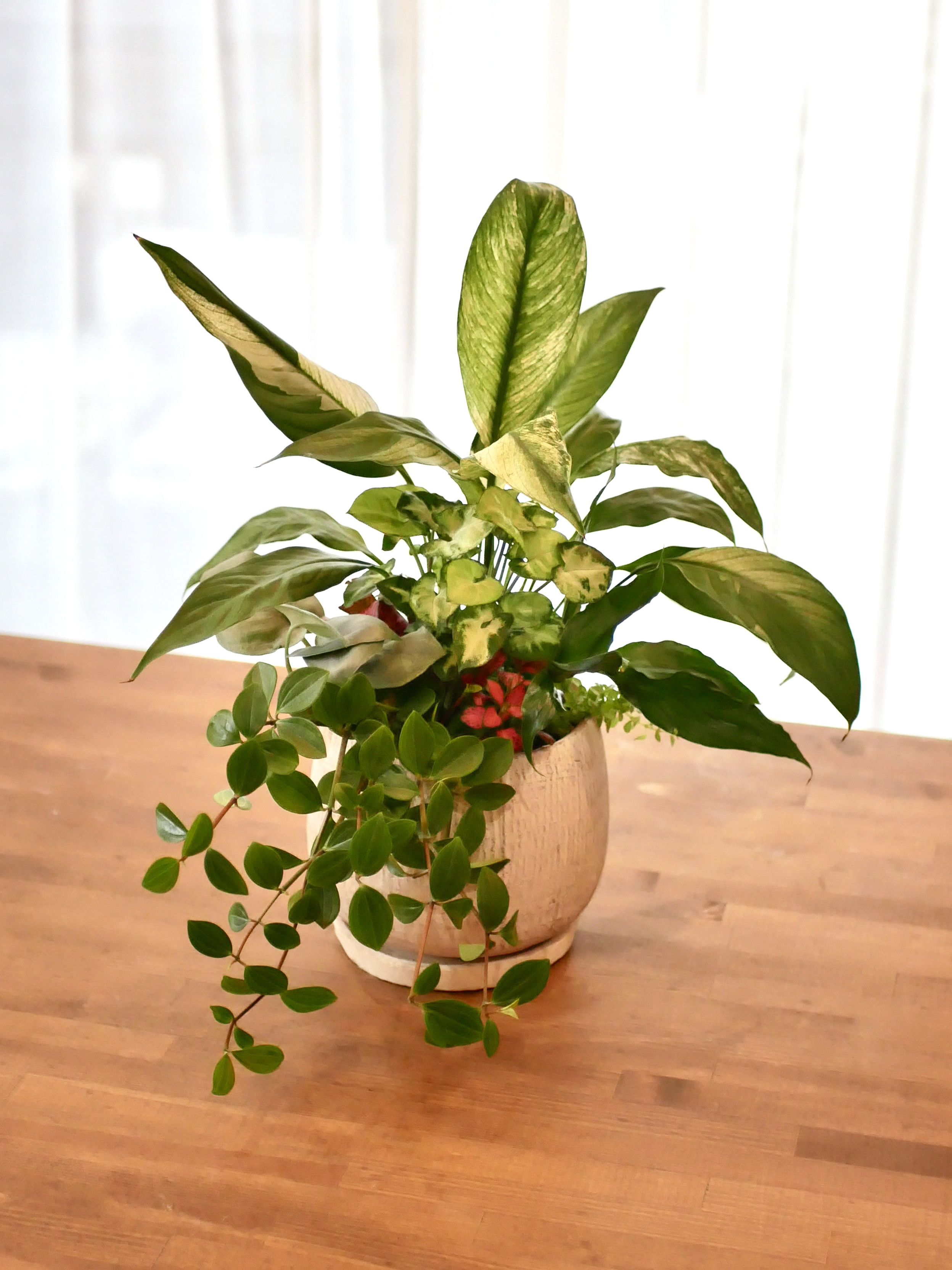 緑のインテリア 観葉植物 寄せ植え スキンダプサス 斑入りスパディフィ 