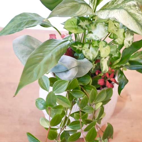 緑のインテリア 観葉植物 寄せ植え スキンダプサス 斑入りスパディフィ 