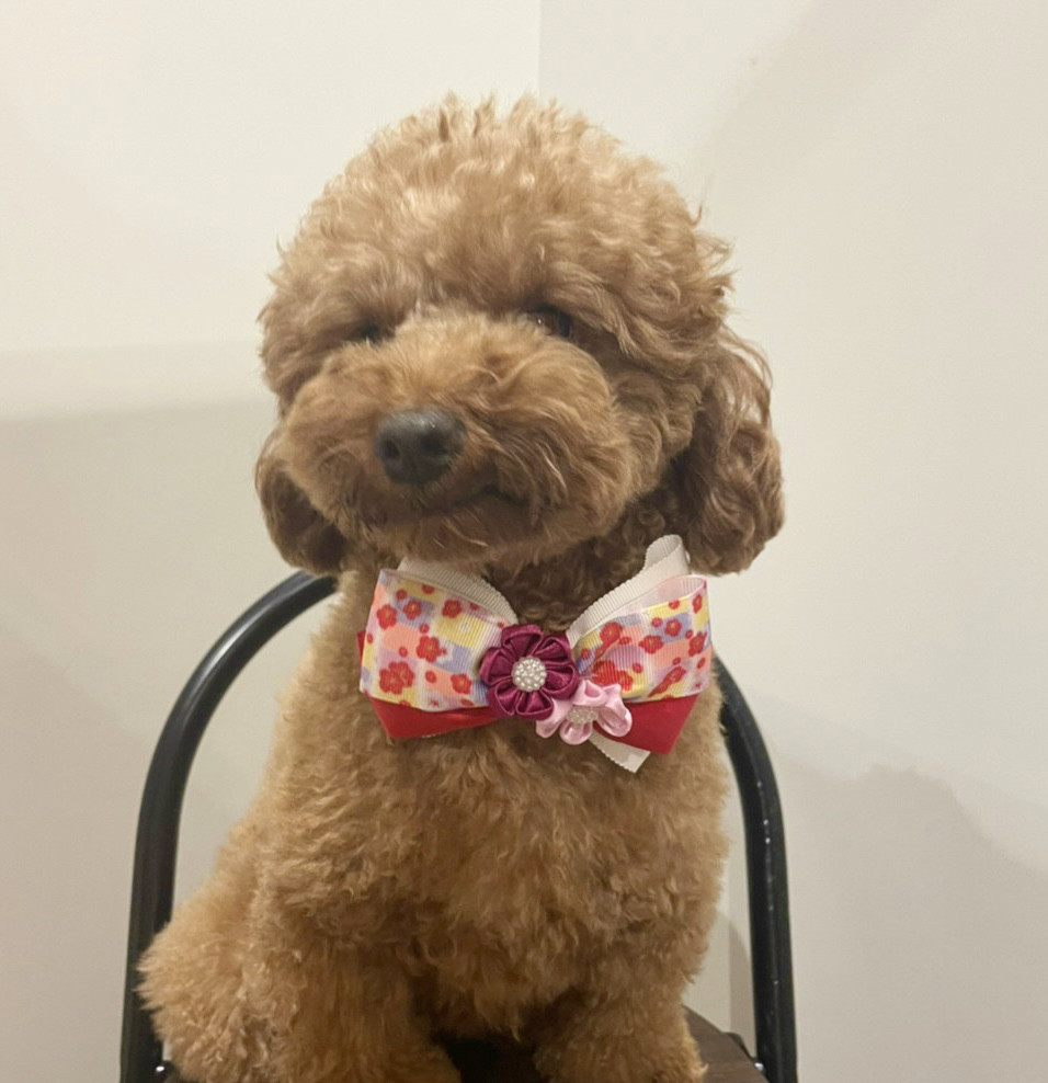 犬用 猫用 帽子 チョーカー おしゃれセット