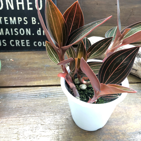 ひ*ん様 ジュエルオーキッド　ルディシアディスカラー　黄桜 Ludisia discolor '黄桜'[GK20-006] /Lud. discolor DarkLeaf SP-Line