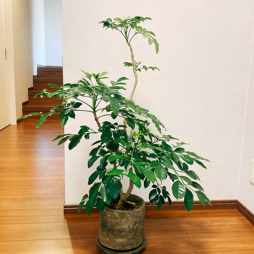 現品］【希少】 ダベビア 観葉植物 室内 おしゃれ 陶器鉢受け皿