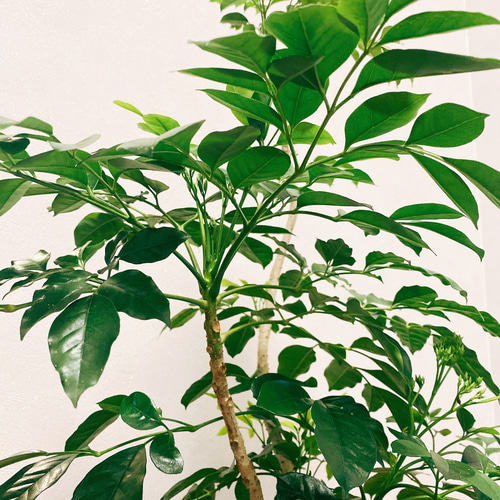 現品］【希少】 ダベビア 観葉植物 室内 おしゃれ 陶器鉢受け皿