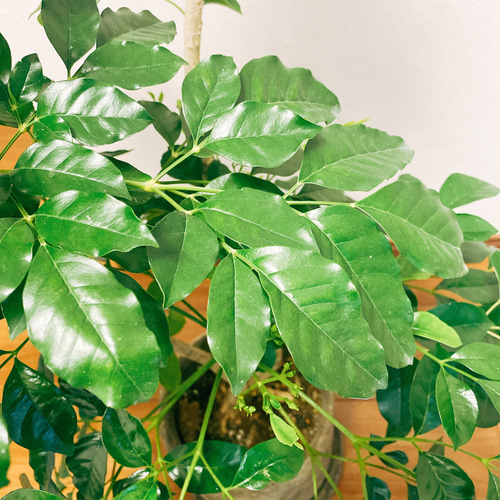 現品］【希少】 ダベビア 観葉植物 室内 おしゃれ 陶器鉢受け皿