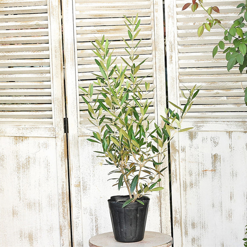 庭木樹木 オリーブ ひなかぜ 5号 高75cm 常緑木 シンボルツリー