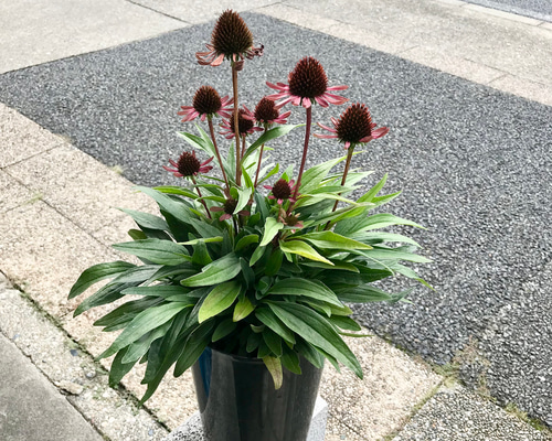 新品種♡ 大株！ エキナセア チョコグリーン 6号 その他インテリア雑貨