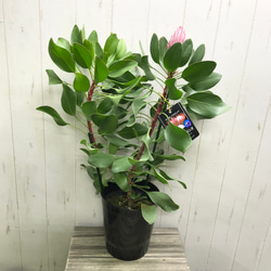 プロテア キングプロテア リトルプリンス 6号