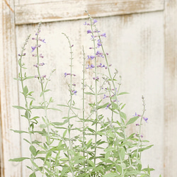 花苗 宿根 ロシアンセージ リトルスパイアー 3号 紫の花 秋までよく咲く シルバーリーフ 1枚目の画像